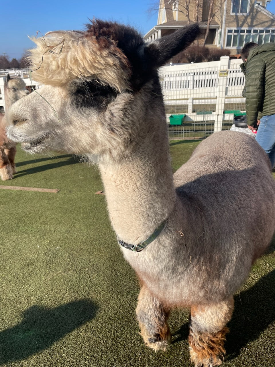 Irish Meadows' Millicent