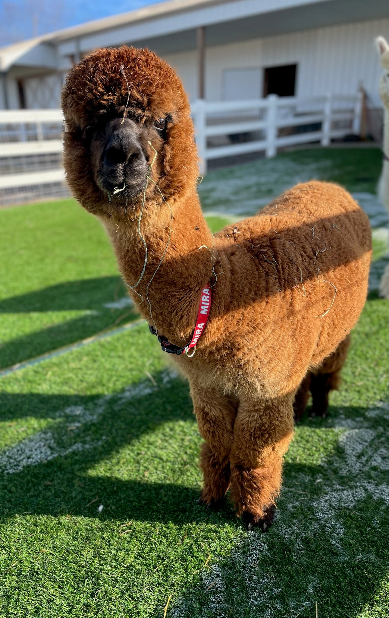 Irish Meadow's Miraculous