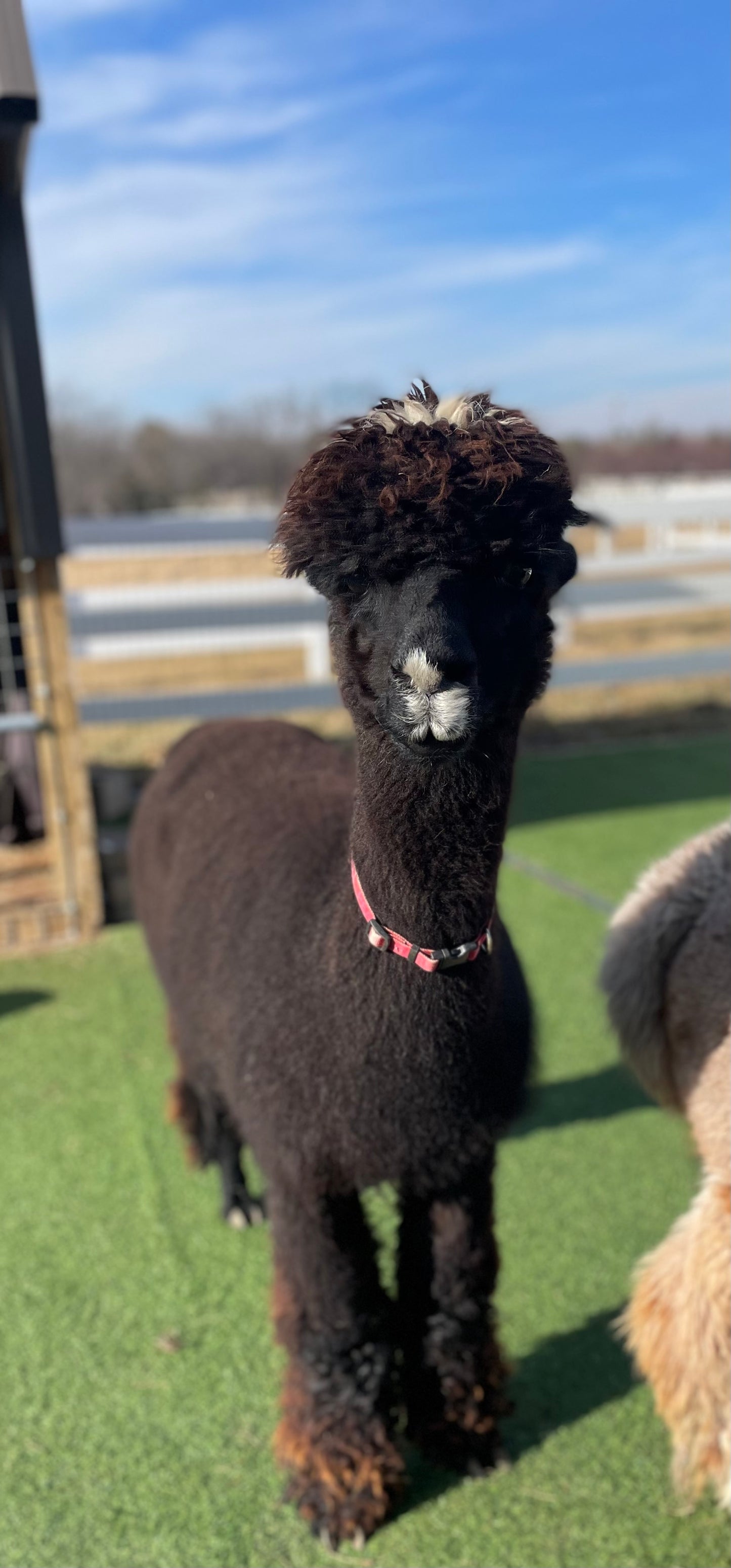 Irish Meadows' Dark Pearl