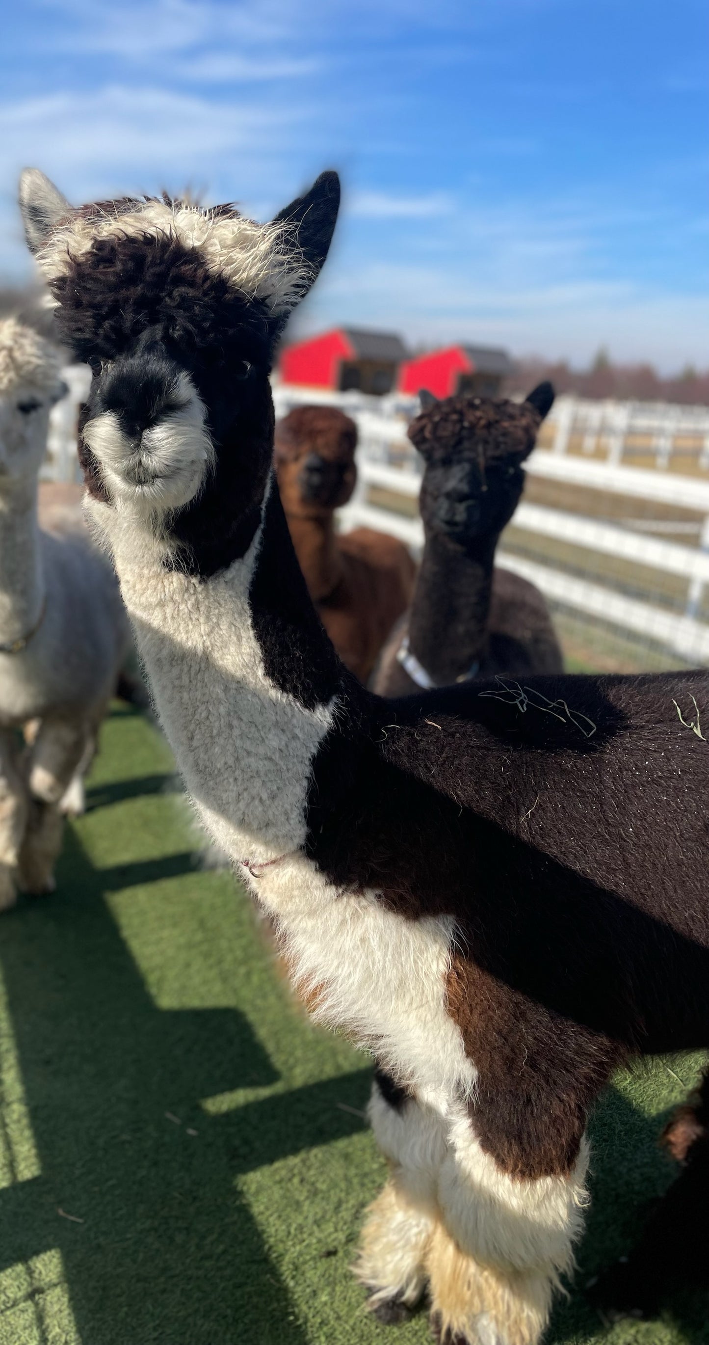 EEF Empress Mathilda - "Tilly"