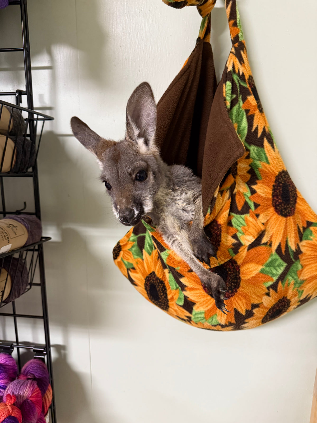 Kangaroo in bag