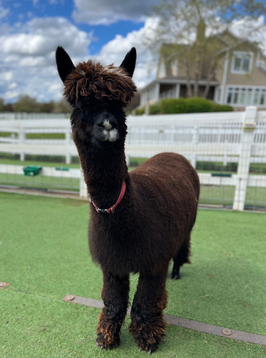Irish Meadows' Dark Pearl