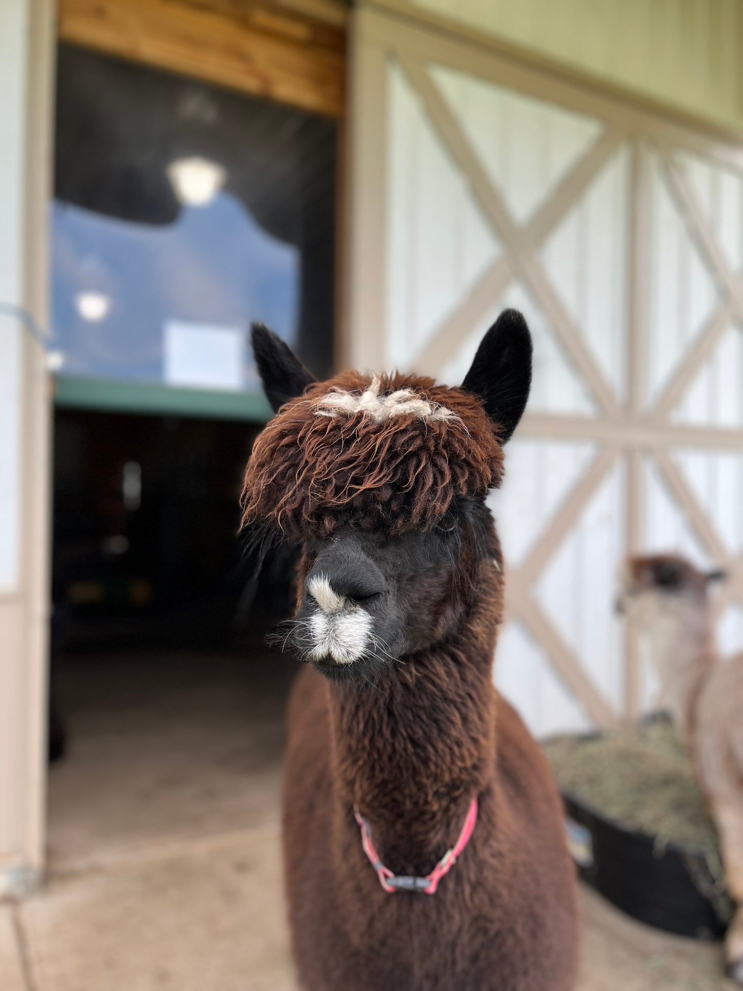 Irish Meadows' Dark Pearl