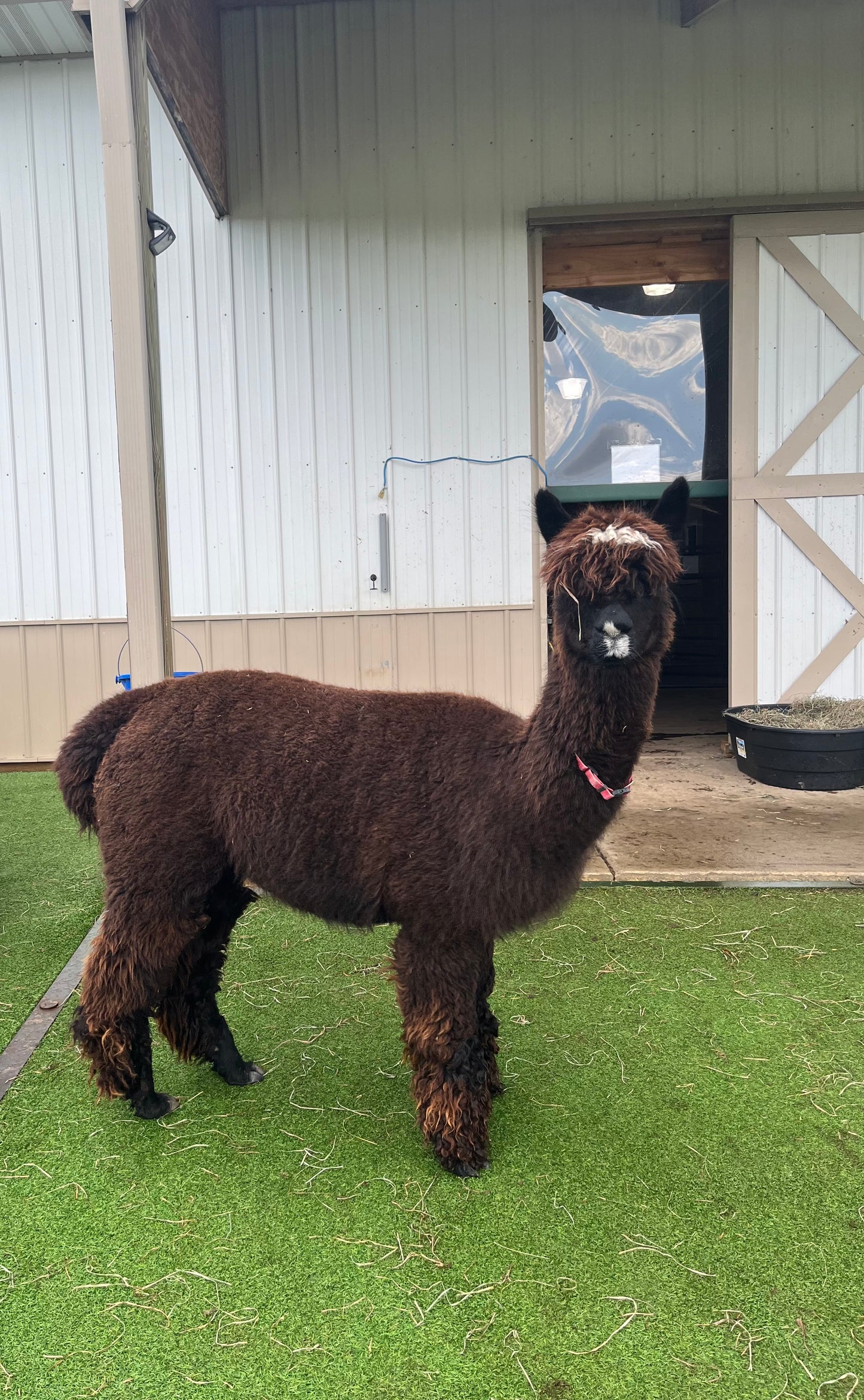 Irish Meadows' Dark Pearl