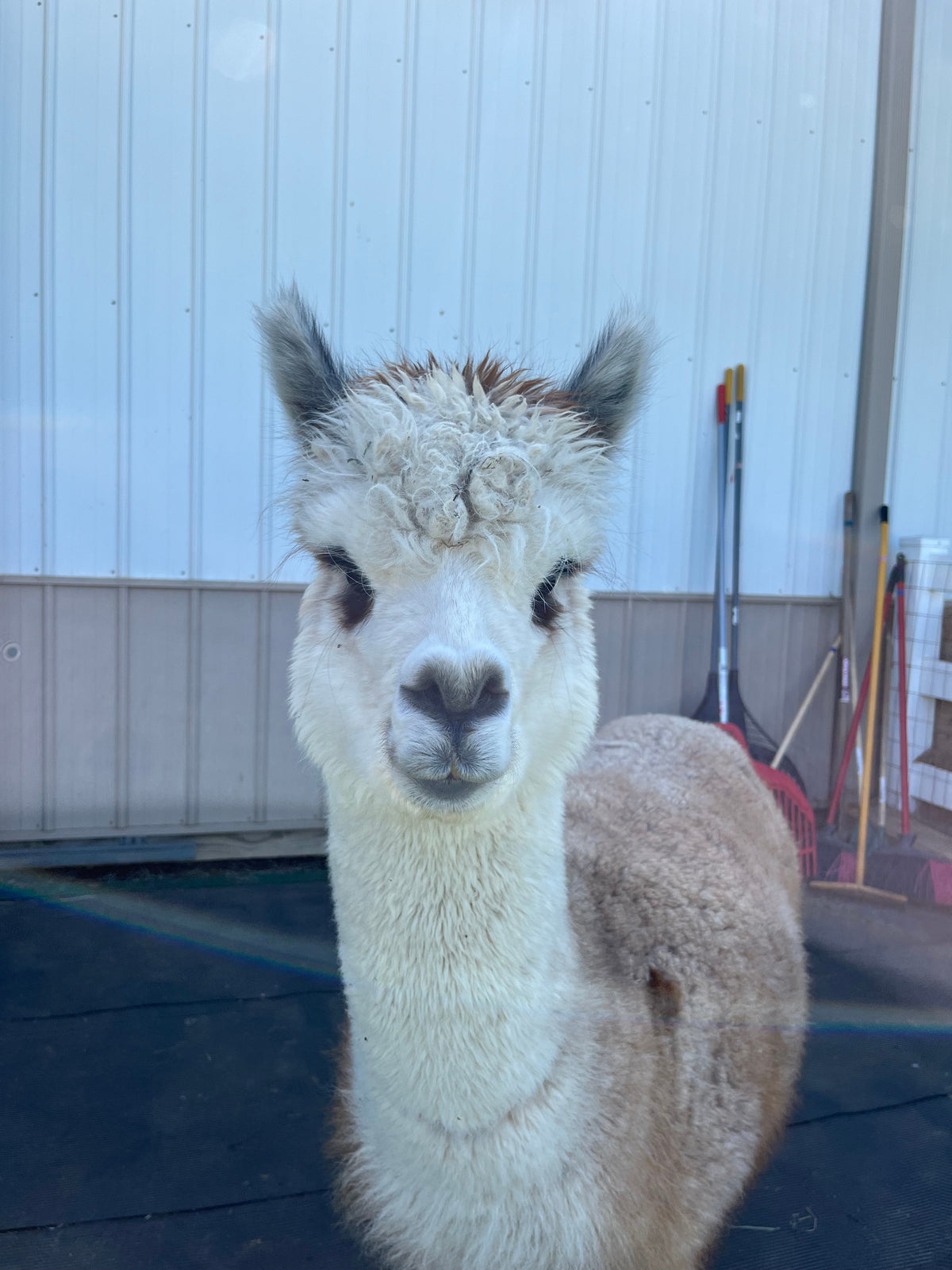 Chi Chi the alpaca