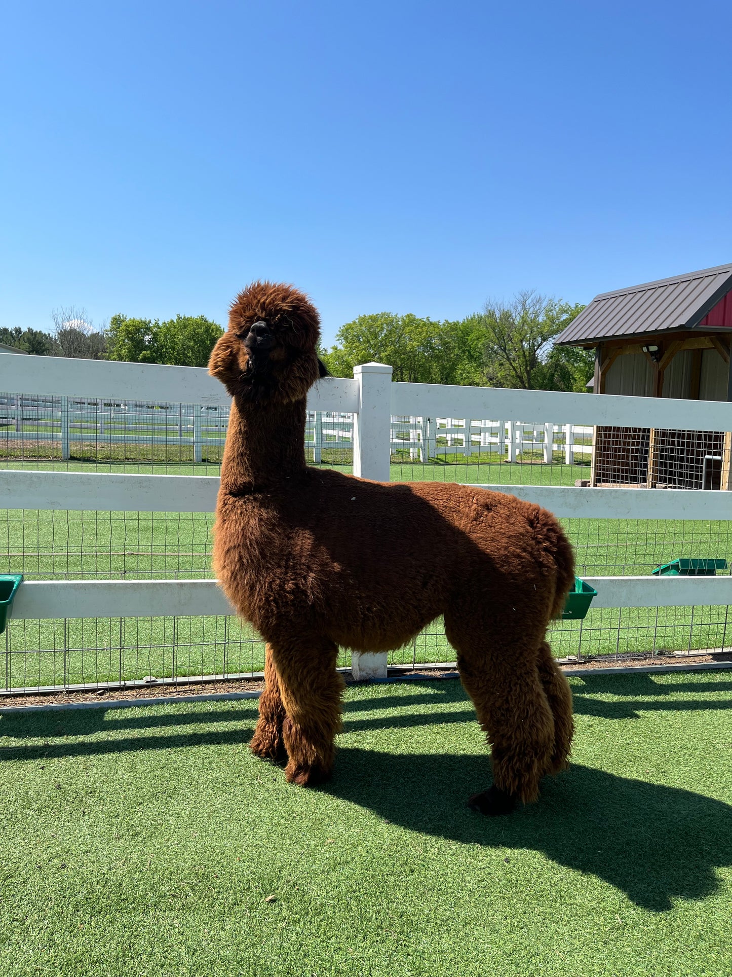 Majestic's Born To Be Wild