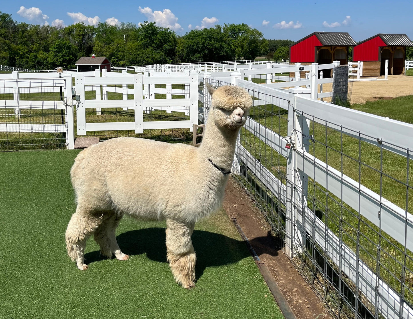 Stillmeadow Farm Mariam