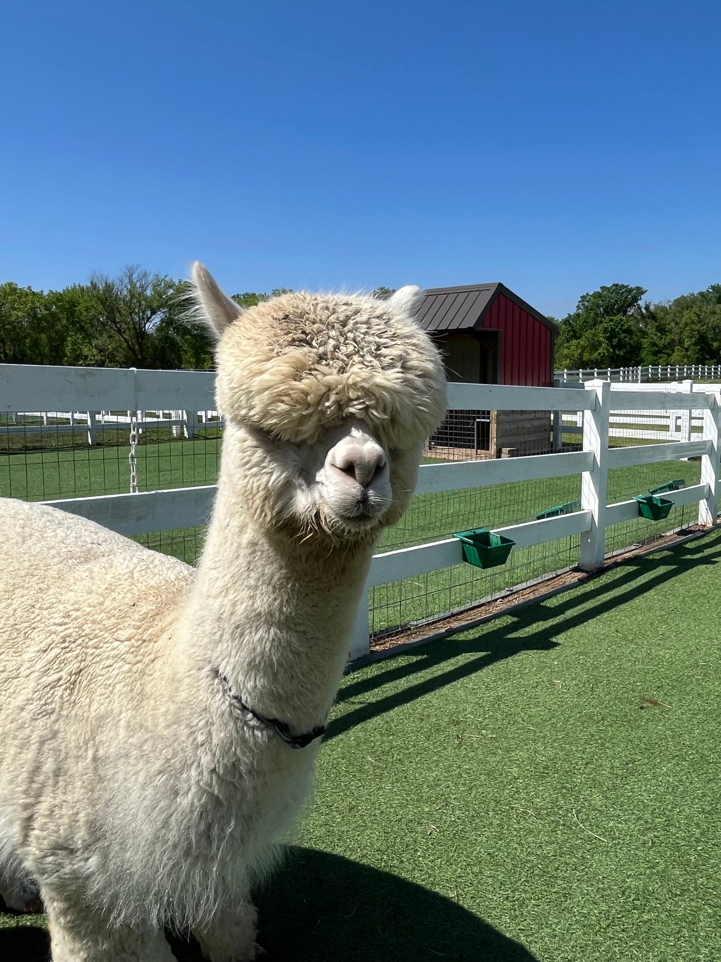 Stillmeadow Farm Mariam