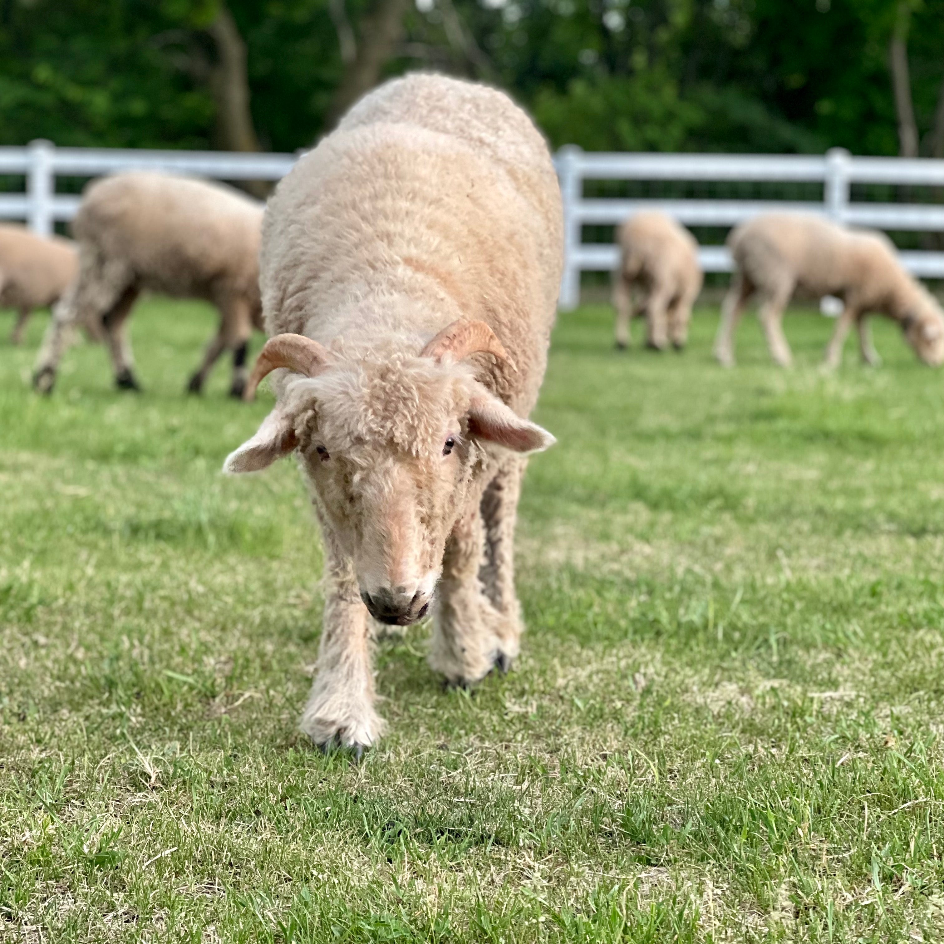A sheep grazing in the field