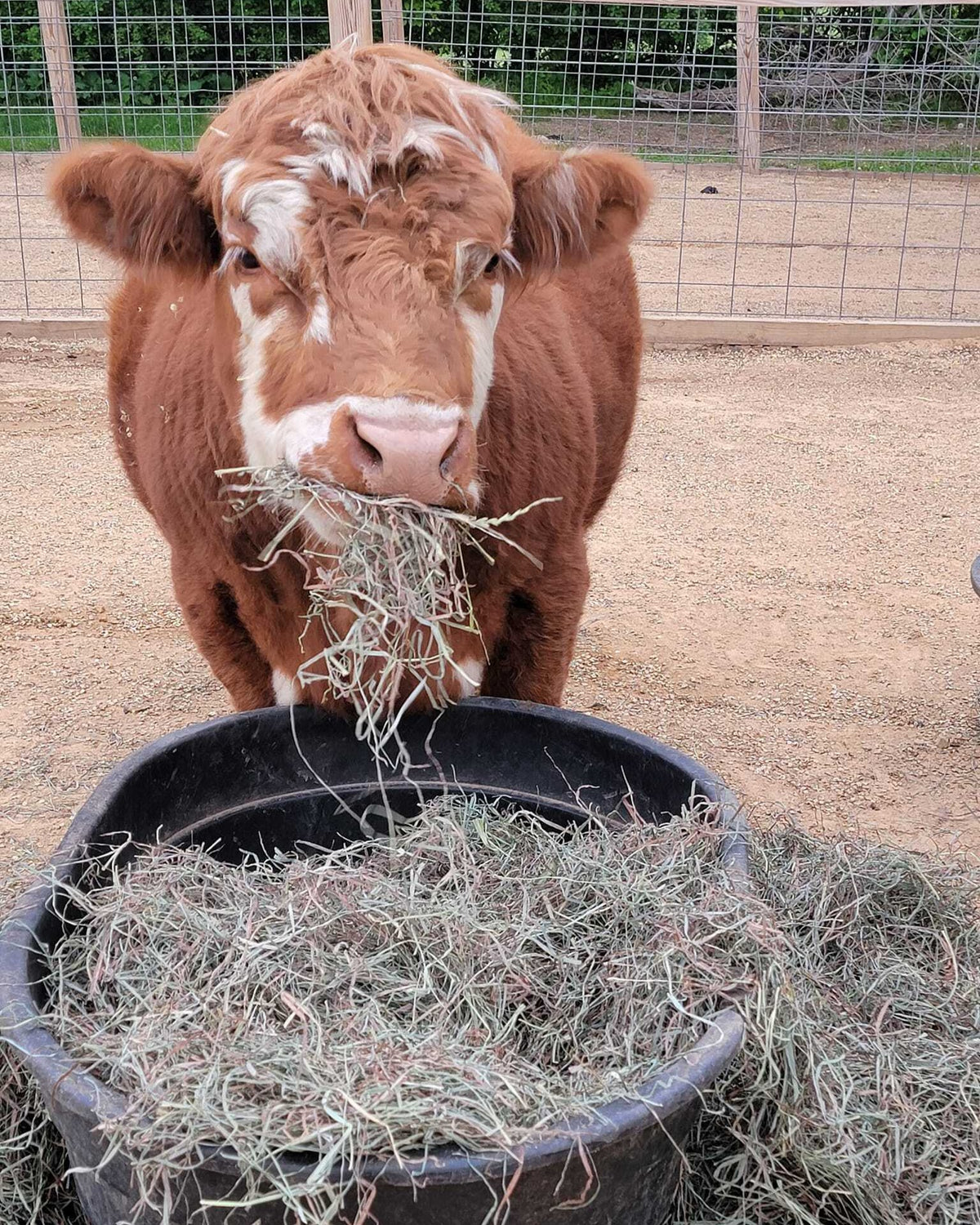 Feed the Farm for a Day