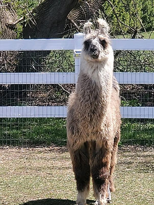 Taz the Llama