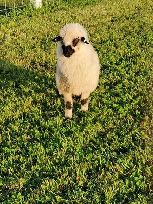 Fraya the sheep
