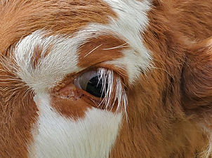 Wilma the mini highland cow close up