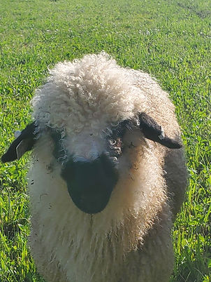 Fraya the sheep close up