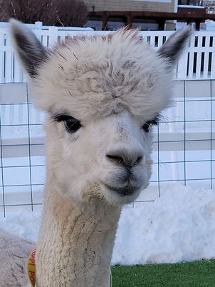 Poppi the alpaca close up