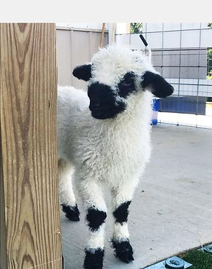 Annabelle the sheep close up