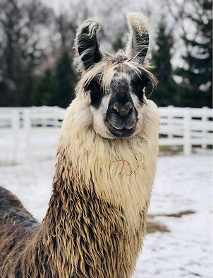 Taz the Llama close up