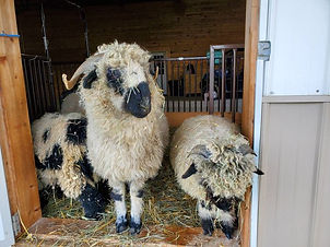 Fiona the sheep standing