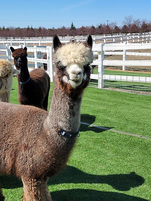 Promise the alpaca close up