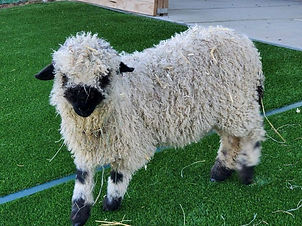 Annabelle the sheep