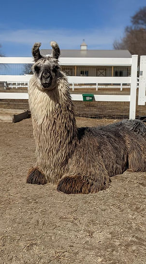 Taz the Llama laying down