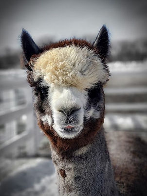 Promise the alpaca close up