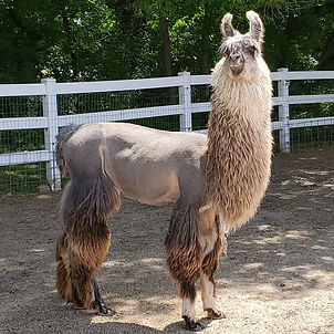 Taz the Llama side profile