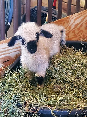 Annabelle the sheep