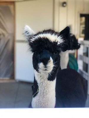 Tilly the alpaca close up