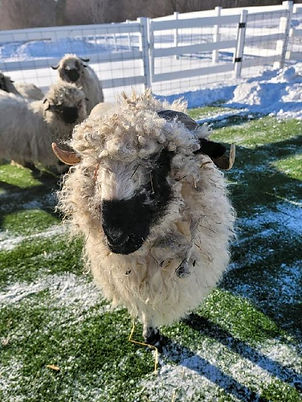 Fraya the sheep close up