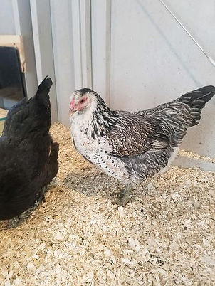 Oprah the chicken