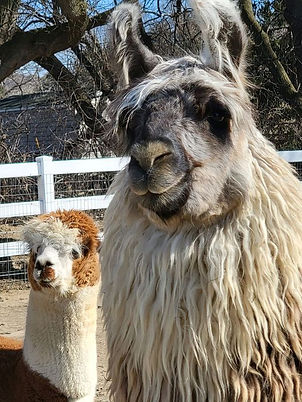 Taz the Llama close up