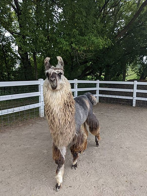 Taz the Llama