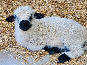 Annabelle the sheep laying down
