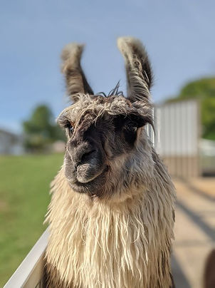 Taz the Llama close up