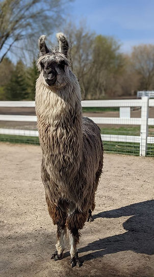 Taz the Llama close up