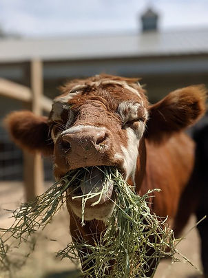 Wilma the mini highland cow chewing hay