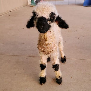 Annabelle the sheep