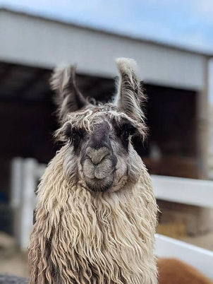 Taz the Llama close up