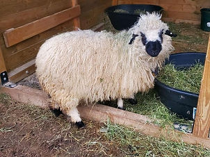 Fraya the sheep side profile