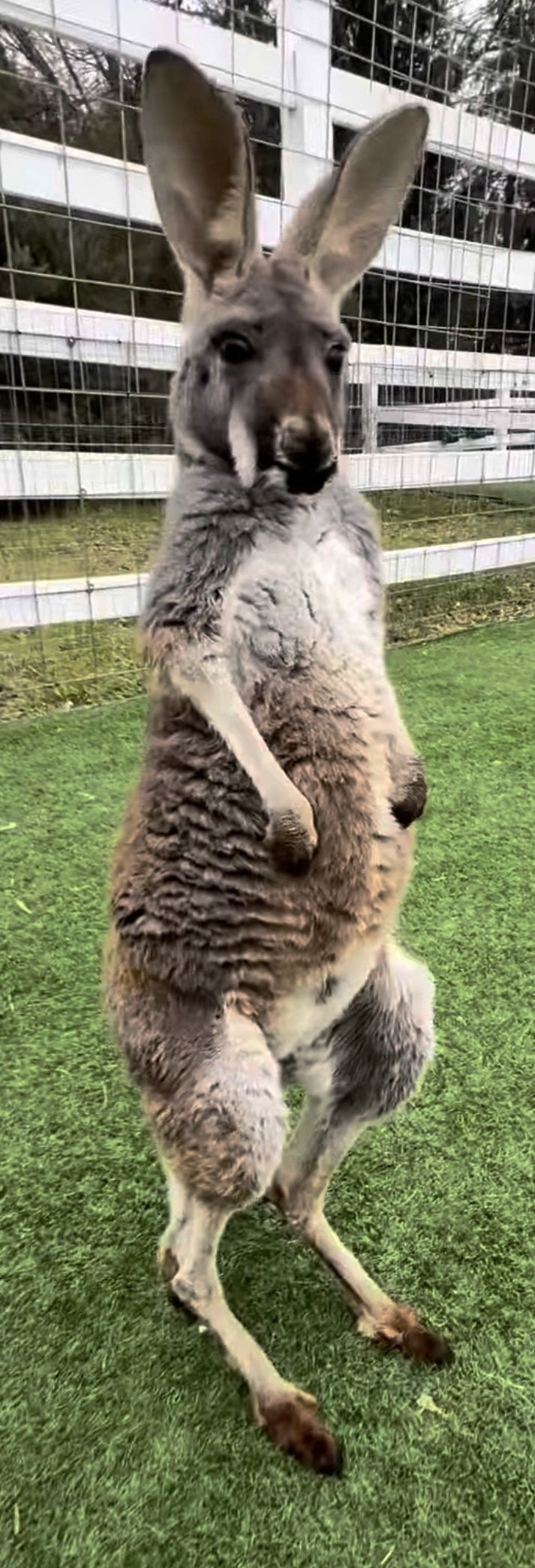 Rooby the kangaroo
