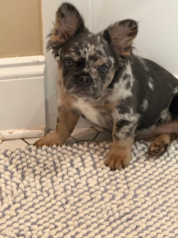 Bentley - The Barn Dog