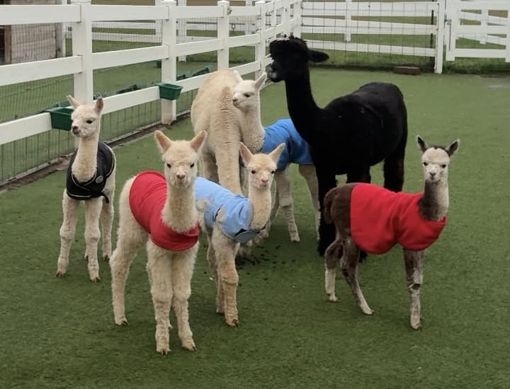 Newborn alpaca cria at Eagle Eye Farm during baby season
