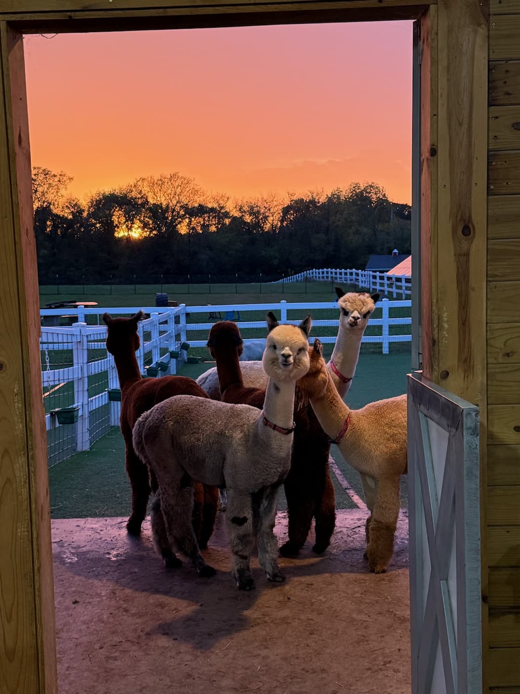 Alpacas at the barn door at sunset
