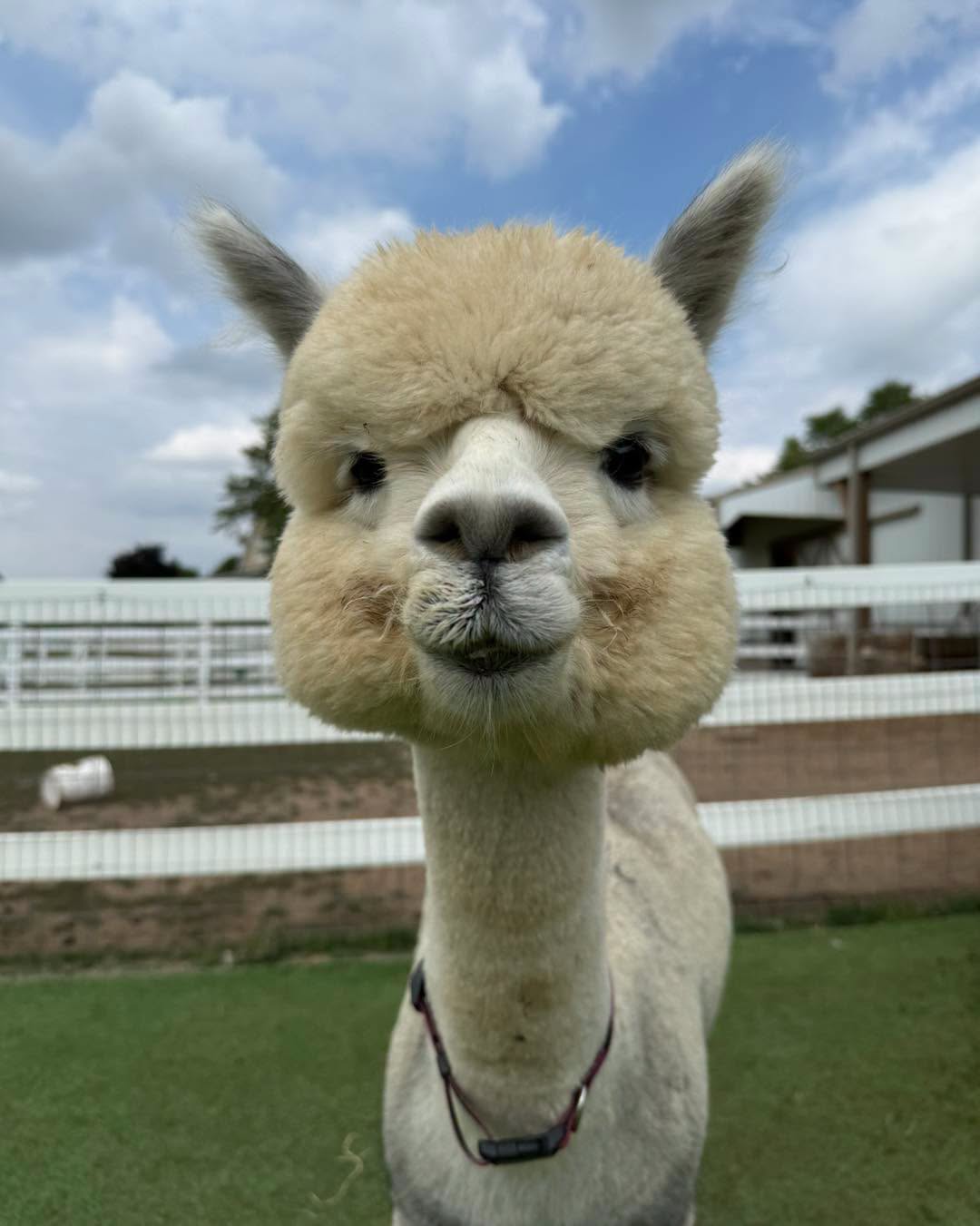 Clover the alpaca at Eagle Eye Farm in September