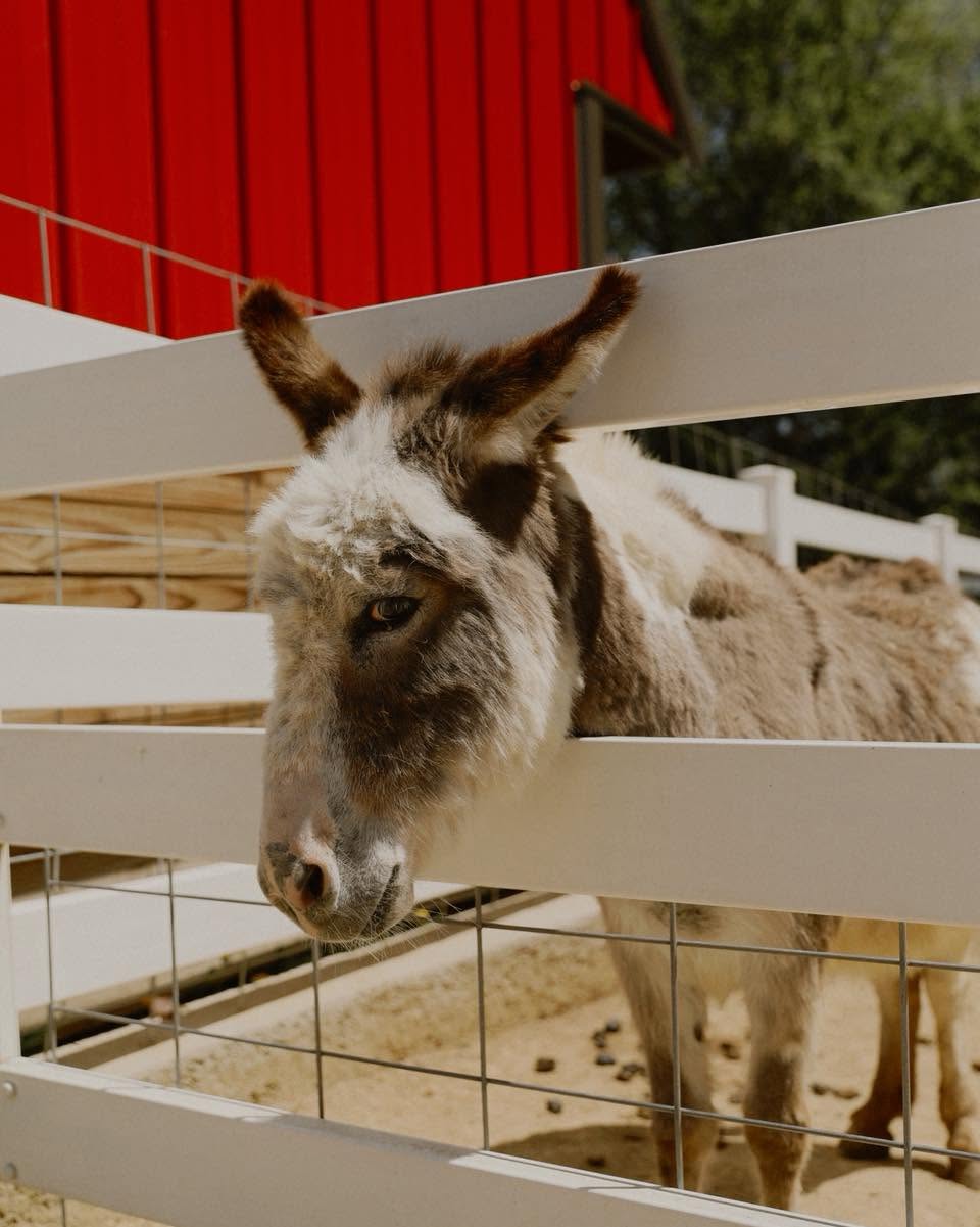 Doris the mini donkey at Eagle Eye Farm