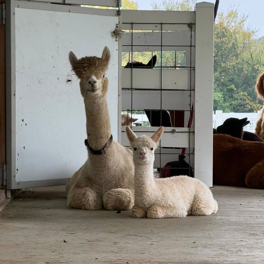 Evermore and Folklore the alpacas at Eagle Eye Farm in September
