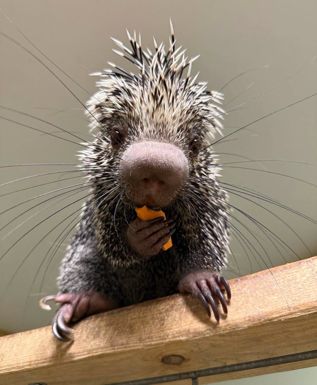 George the porcupine at Eagle Eye Farm