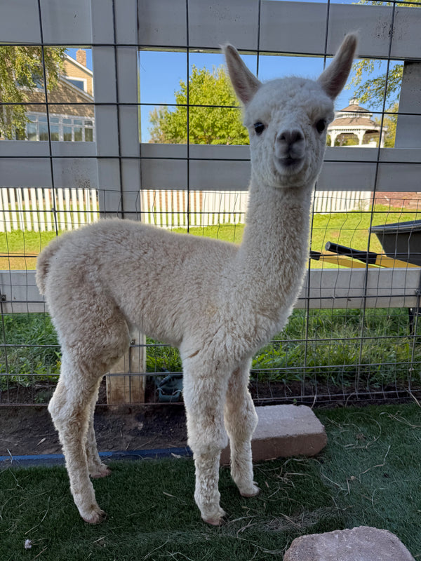 Monster the baby alpaca