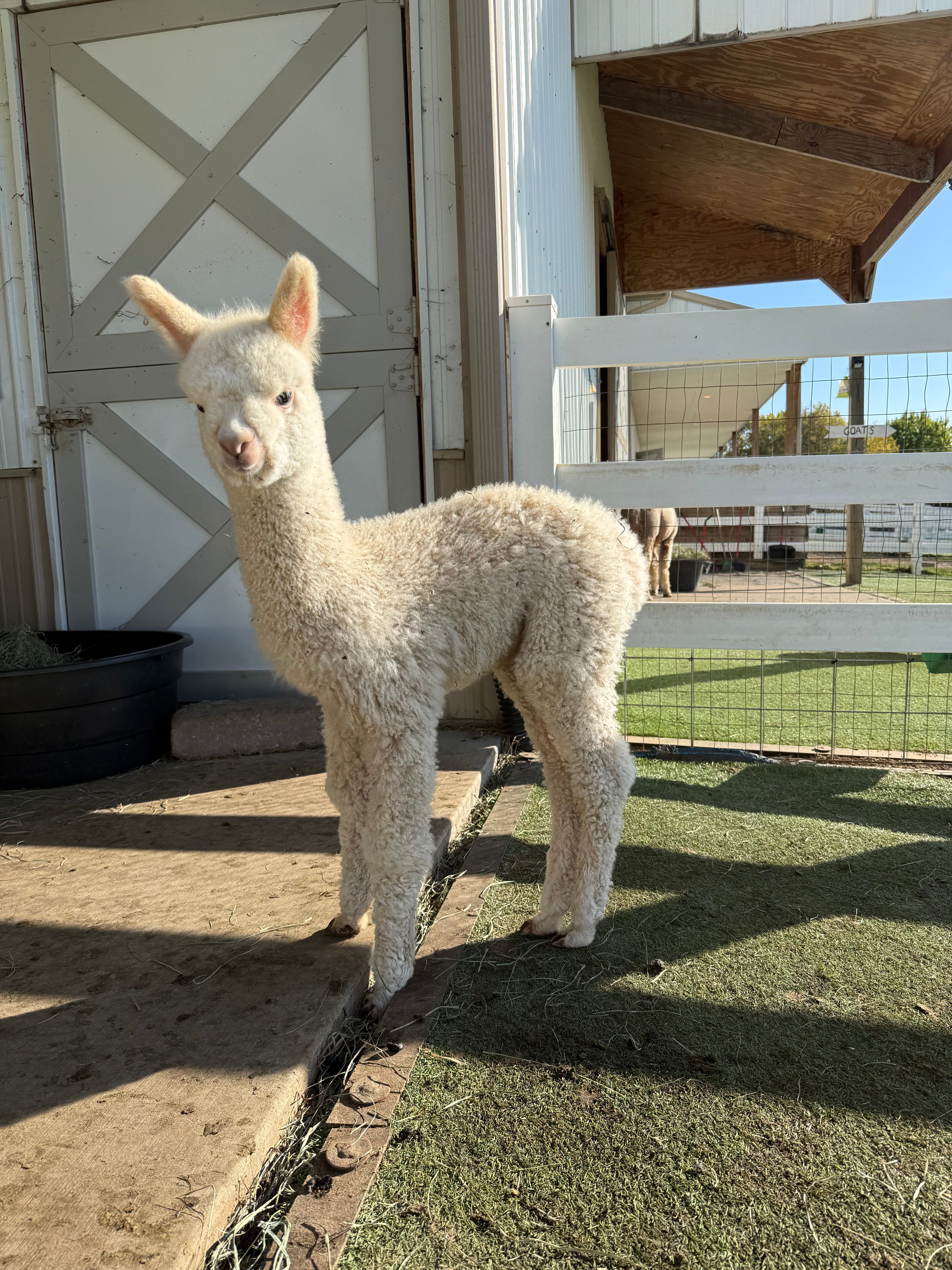 Yokohama (Yoko), a 2026 Huacaya cria at Eagle Eye Farm